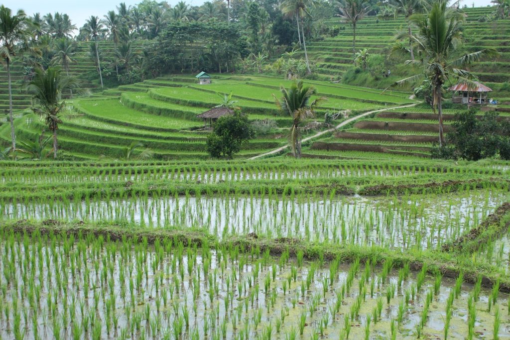 arrozales de Jatiluwih, Lo mejor de Bali