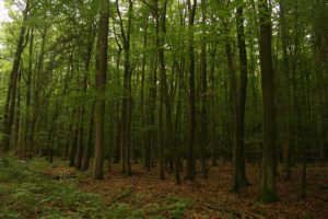 Parque Nacional de Hainich
