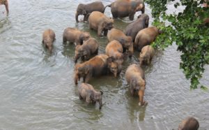 Lo mejor de Sri Lanka por libre