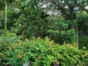 Lo mejor de Sri Lanka por libre