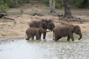 Lo mejor de Sri Lanka por libre