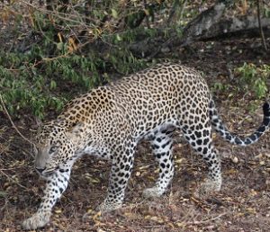 Lo mejor de Sri Lanka por libre