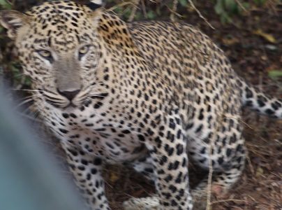 Mi viaje por Sri Lanka