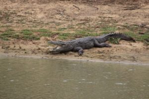 Lo mejor de Sri Lanka por libre