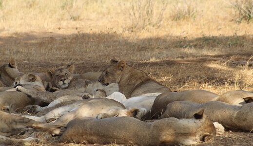 Safari Amboseli,Tsavo Est y  traslado a nuestro hotel de Diani Beach.